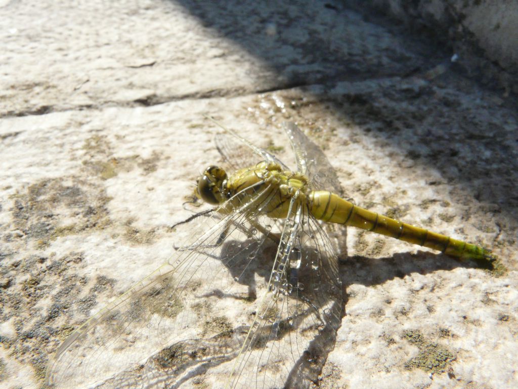 aiuto identificazione: Orthetrum cancellatum